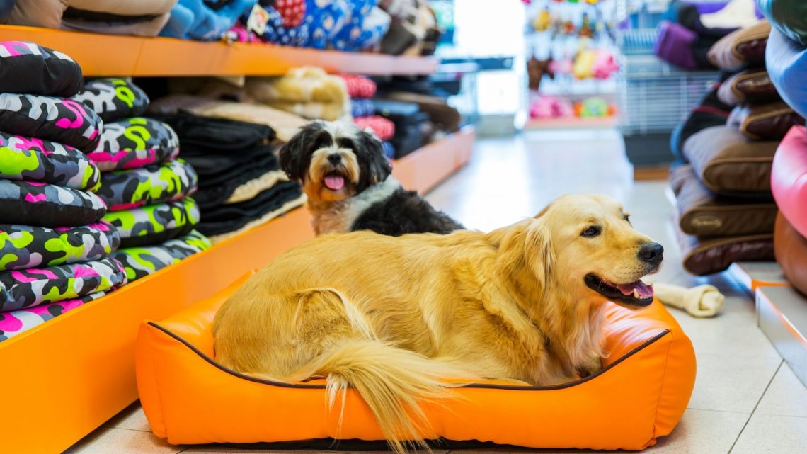 How to start your online pet store