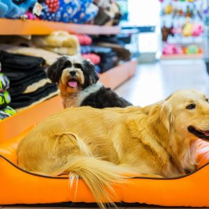 How to start your online pet store