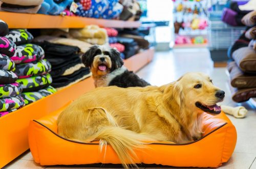 How to start your online pet store
